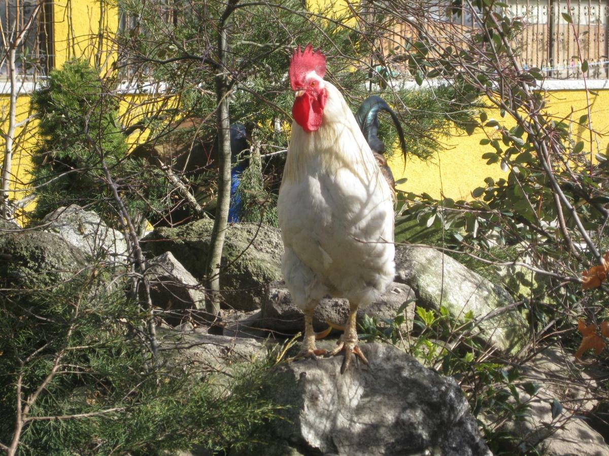 Hotel Rural Los Frutales Cercedilla Dış mekan fotoğraf